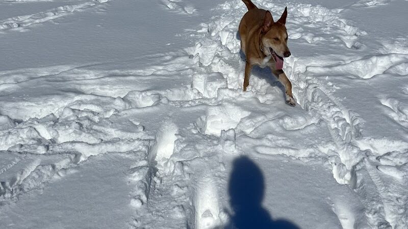 Rochester Dog Park - North - Rochester, MN