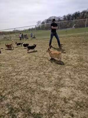 Rochester Dog Park - North - Rochester, MN