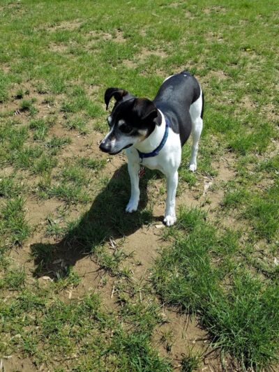 Rochester Dog Park - North - Rochester, MN