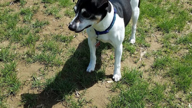 Rochester Dog Park - North - Rochester, MN