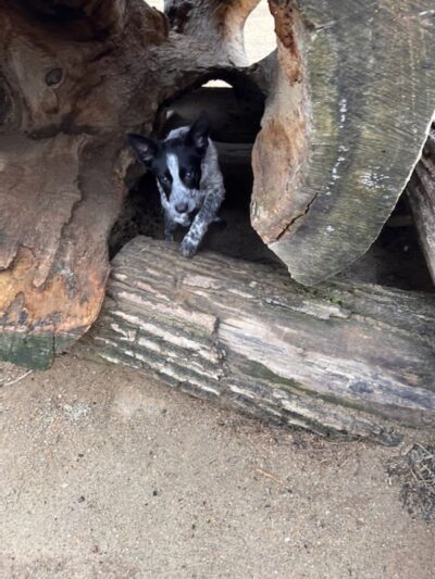 Rochester Dog Park - North - Rochester, MN