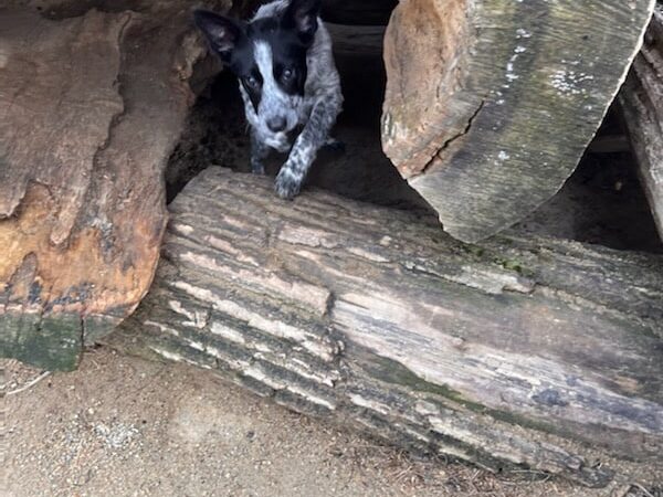 Rochester Dog Park - North - Rochester, MN