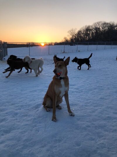 Rochester Dog Park - North - Rochester, MN