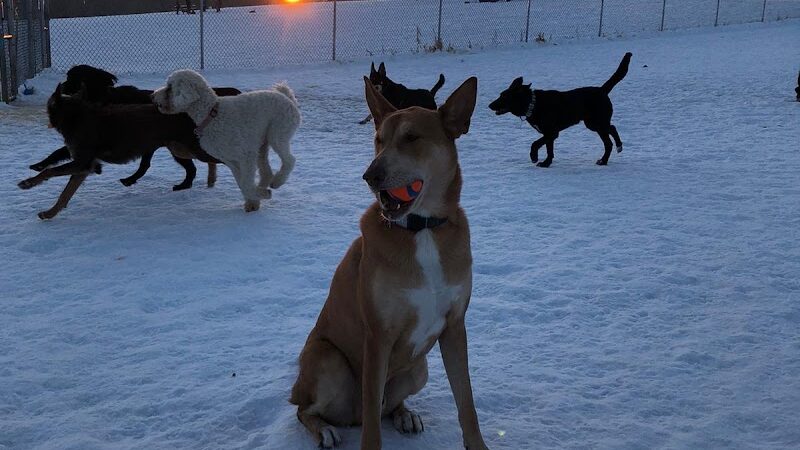 Rochester Dog Park - North - Rochester, MN