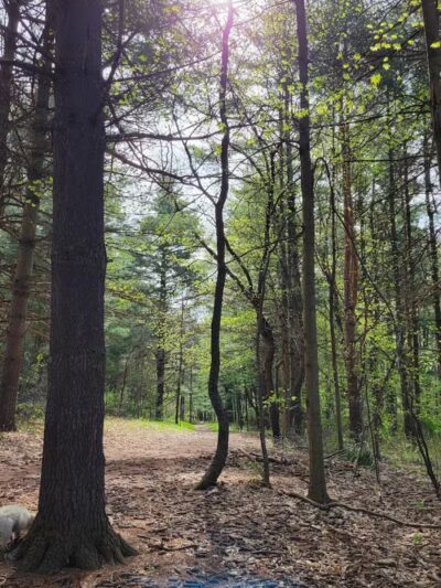 Mountain Bike Staging Area - Stony Creek - Rochester,