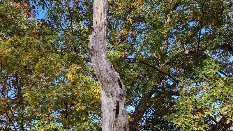 Paint Creek Trailways Commission - Rochester,