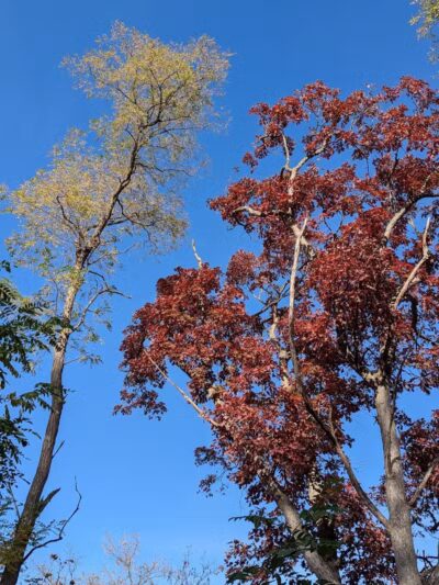 Paint Creek Trailways Commission - Rochester,