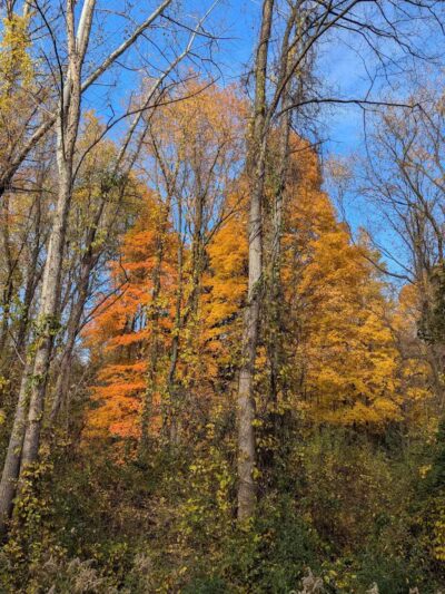 Paint Creek Trailways Commission - Rochester,
