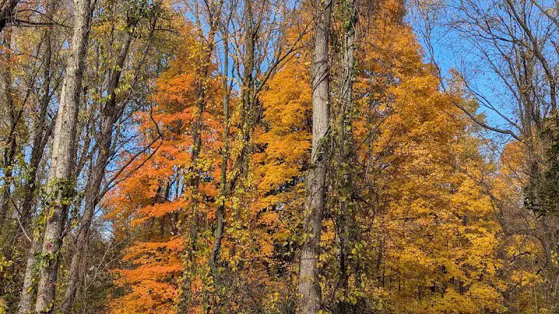 Paint Creek Trailways Commission - Rochester,