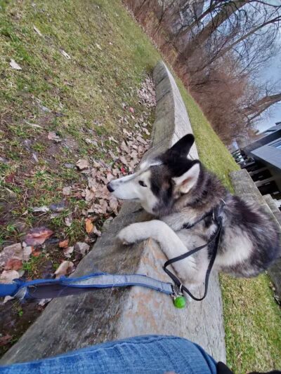 Rochester Lions Park - Rochester,