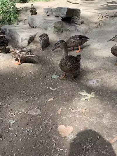 Rochester Municipal Park - Rochester,