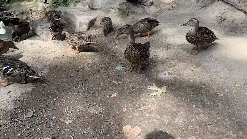 Rochester Municipal Park - Rochester,