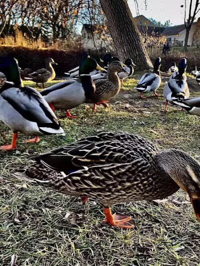 Rochester Municipal Park - Rochester,