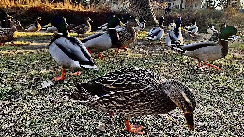 Rochester Municipal Park - Rochester,