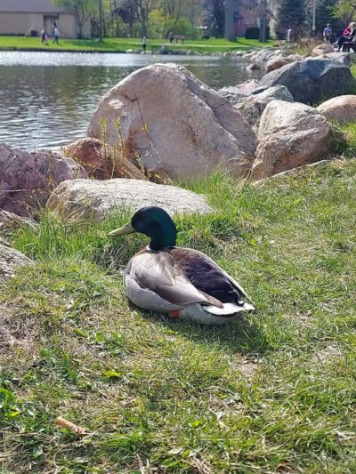 Rochester Municipal Park - Rochester,