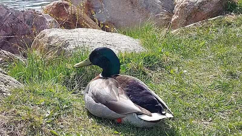 Rochester Municipal Park - Rochester,