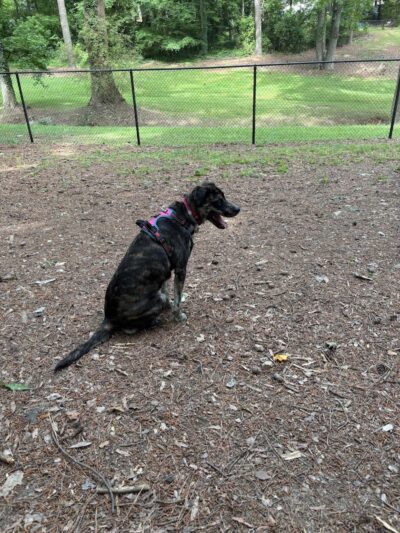 Spencer Park Dog Park - Rock Hill, SC