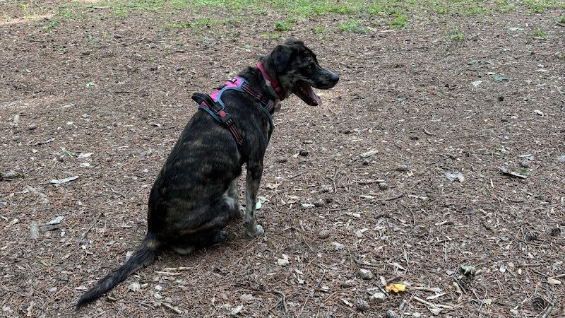 Spencer Park Dog Park - Rock Hill, SC