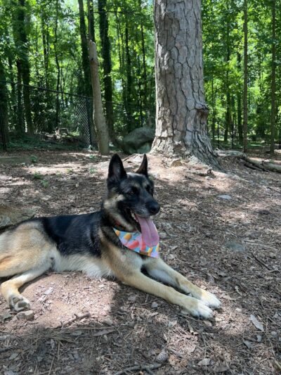 Spencer Park Dog Park - Rock Hill, SC