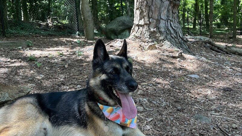 Spencer Park Dog Park - Rock Hill, SC