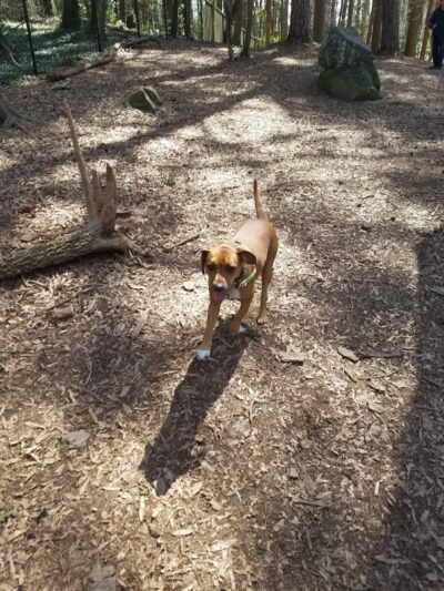 Spencer Park Dog Park - Rock Hill, SC