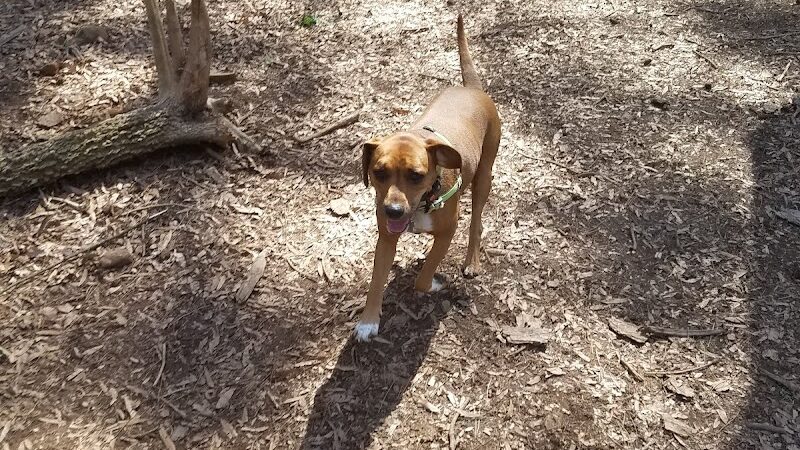 Spencer Park Dog Park - Rock Hill, SC
