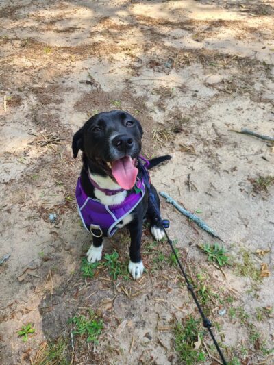 Spencer Park Dog Park - Rock Hill, SC