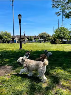 Tail Waggers Task Force - Rockaway Beach, NY
