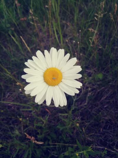 Algoma Sports Park - Rockford,