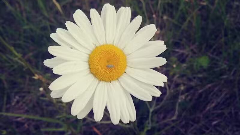 Algoma Sports Park - Rockford,