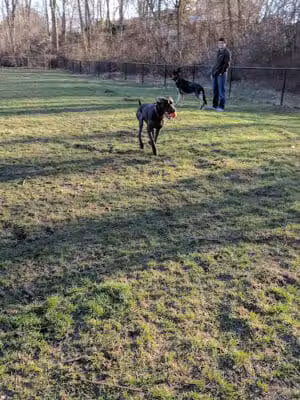 Rockford Dog Park - Rockford, MI