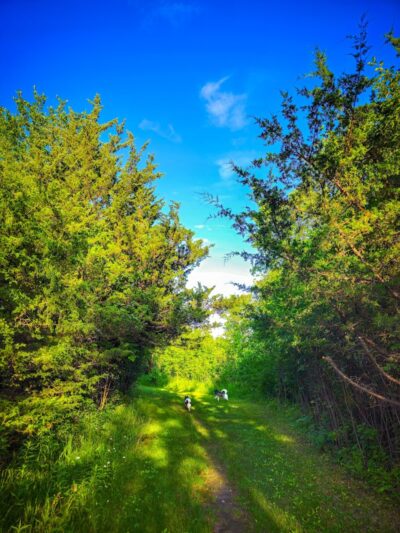 Lake Sarah Dog Park - Rockford, MN