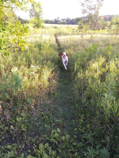 Lake Sarah Dog Park - Rockford, MN