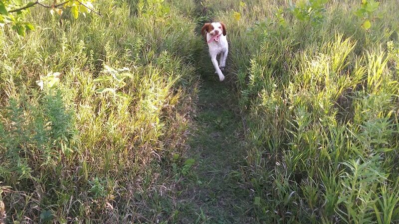 Lake Sarah Dog Park - Rockford, MN