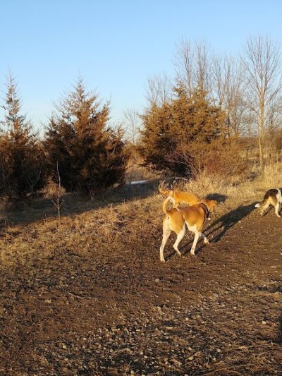 Lake Sarah Dog Park - Rockford, MN