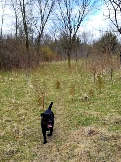 Lake Sarah Dog Park - Rockford, MN