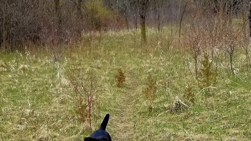 Lake Sarah Dog Park - Rockford, MN
