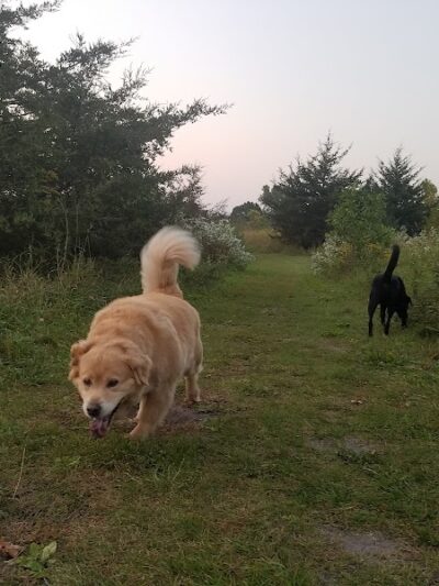 Lake Sarah Dog Park - Rockford, MN