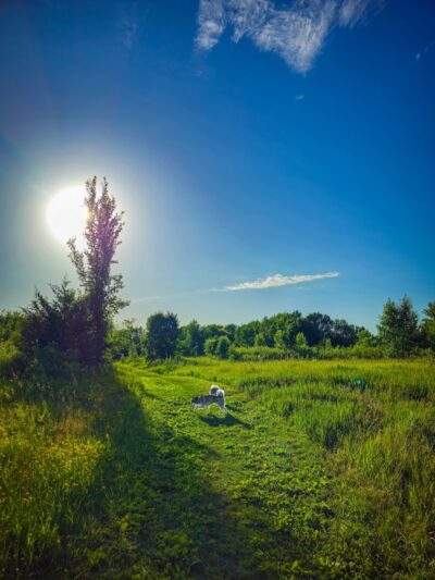 Lake Sarah Dog Park - Rockford, MN