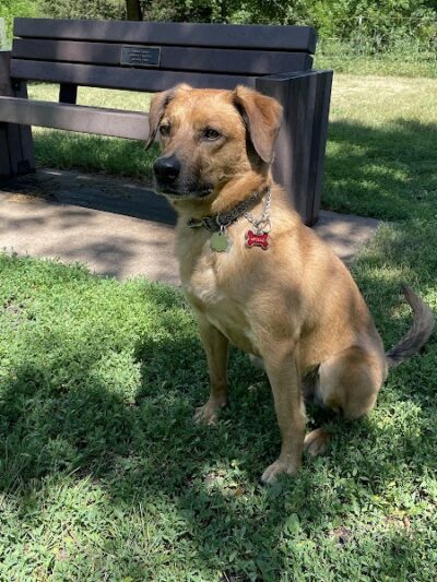 Lake Sarah Dog Park - Rockford, MN