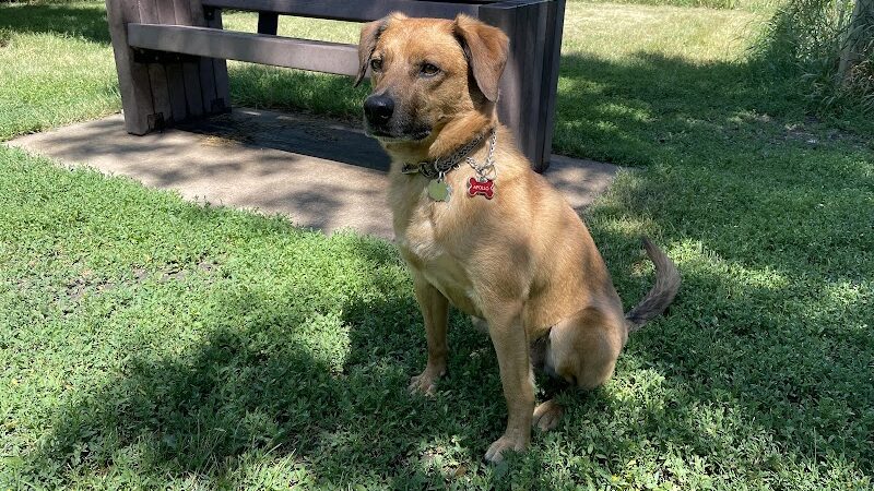Lake Sarah Dog Park - Rockford, MN