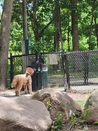 Rockford Dog Park - Rockford, MI