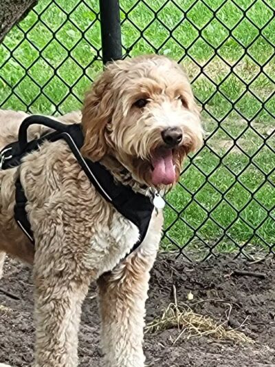 Rockford Dog Park - Rockford, MI