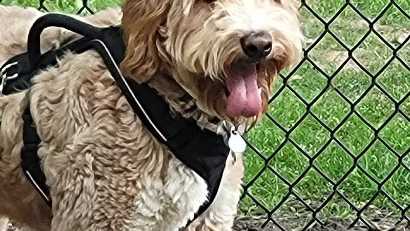 Rockford Dog Park - Rockford, MI