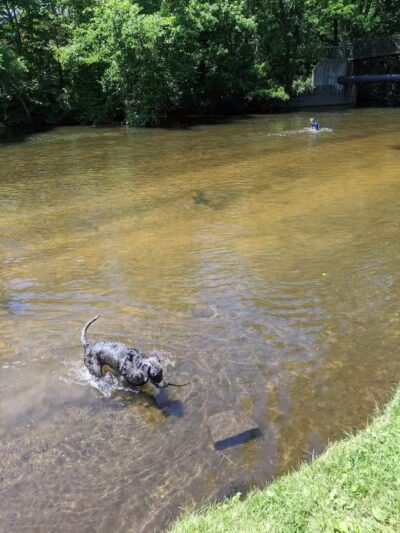Rockford Dog Park - Rockford, MI
