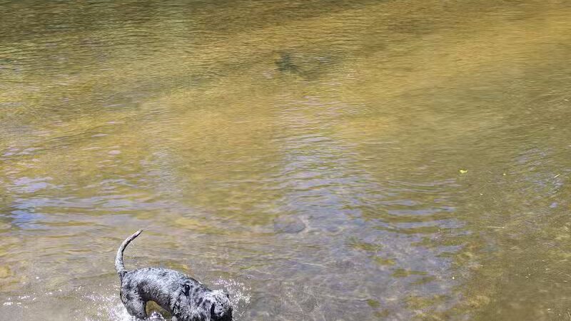 Rockford Dog Park - Rockford, MI