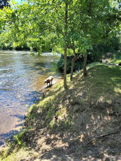 Rockford Dog Park - Rockford, MI