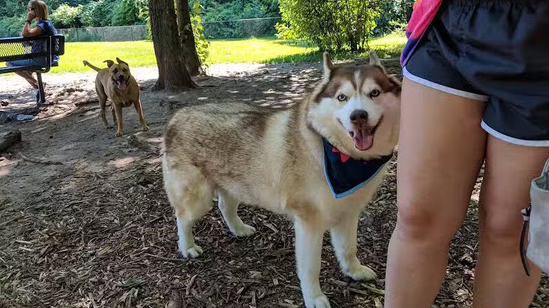 Rockford Dog Park - Rockford, MI