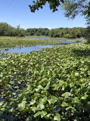 Morgan Days Park North - Rockville Centre, NY