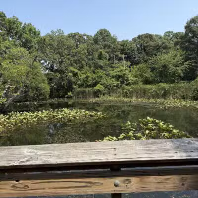 Tanglewood Preserve - Rockville Centre, NY